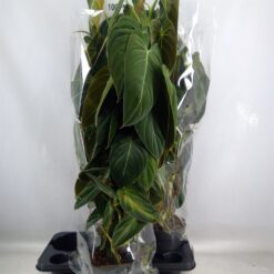 Филодендрон Меланохризум, Philodendron Melanochrysum, комнатные растения, декоративные растения, уход за филодендроном, крупнолистный филодендрон, растения для дома, растения для офиса, филодендрон в горшке, растение в горшке, высота 70 см, диаметр горшка 15 см, филодендрон зелеными листьями, филодендрон Меланохризум горшок 15 см, филодендрон Меланохризум высота 70 см, филодендрон интерьерное растение, филодендрон растение в горшке, филодендрон для офиса,Філодендрон Меланохризум, Philodendron Melanochrysum, кімнатні рослини, декоративні рослини, догляд за філодендроном, крупнолистий філодендрон, рослини для дому, рослини для офісу, філодендрон у горщику, рослина у горщику, висота 70 см, діаметр горщика 15 см, філодендрон зеленими листями, філодендрон Меланохризум горщик 15 см, філодендрон Меланохризум висота 70 см, філодендрон інтер'єрна рослина, філодендрон рослина в горщику, філодендрон для офісу