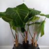 Филодендрон Меланохризум, Philodendron Melanochrysum, комнатные растения, декоративные растения, уход за филодендроном, крупнолистный филодендрон, растения для дома, растения для офиса, филодендрон в горшке, растение в горшке, высота 80 см, диаметр горшка 17 см, филодендрон зелеными листьями, филодендрон Меланохризум горшок 17 см, филодендрон Меланохризум высота 80 см, филодендрон интерьерное растение, филодендрон растение в горшке, филодендрон для офиса,Філодендрон Меланохризум, Philodendron Melanochrysum, кімнатні рослини, декоративні рослини, догляд за філодендроном, крупнолистий філодендрон, рослини для дому, рослини для офісу, філодендрон у горщику, рослина у горщику, висота 80 см, діаметр горщика 17 см, філодендрон зеленими листями, філодендрон Меланохризум горщик 17 см, філодендрон Меланохризум висота 80 см, філодендрон інтер'єрна рослина, філодендрон рослина в горщику, філодендрон для офісу