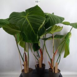 Филодендрон Меланохризум, Philodendron Melanochrysum, комнатные растения, декоративные растения, уход за филодендроном, крупнолистный филодендрон, растения для дома, растения для офиса, филодендрон в горшке, растение в горшке, высота 80 см, диаметр горшка 17 см, филодендрон зелеными листьями, филодендрон Меланохризум горшок 17 см, филодендрон Меланохризум высота 80 см, филодендрон интерьерное растение, филодендрон растение в горшке, филодендрон для офиса,Філодендрон Меланохризум, Philodendron Melanochrysum, кімнатні рослини, декоративні рослини, догляд за філодендроном, крупнолистий філодендрон, рослини для дому, рослини для офісу, філодендрон у горщику, рослина у горщику, висота 80 см, діаметр горщика 17 см, філодендрон зеленими листями, філодендрон Меланохризум горщик 17 см, філодендрон Меланохризум висота 80 см, філодендрон інтер'єрна рослина, філодендрон рослина в горщику, філодендрон для офісу