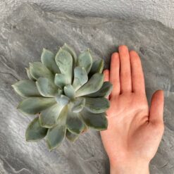 сукулент Пахіфітум Драко, Pachyphytum Draco горшкові рослини, сукуленти для інтер'єру, кімнатні рослини у горщику, догляд за сукулентами, рослини для кашпо, Пахіфітум для дому, декоративні сукуленти, рослини для декору, міні-рослини для інтер'єру, сукулент для горщика, рослини для озеленення, Пахіфітум Драко для тераріуму, сукуленти з товстими листками,суккулент Пахифитум Драко, Pachyphytum Draco горшечные растения, суккуленты для интерьера, комнатные растения в горшке, уход за суккулентами, растения для кашпо, Пахифитум для дома, декоративные суккуленты, растения для декора, мини-растения для интерьера, суккулент для горшка, растения для озеленения, Пахифитум Драко для террариума, суккуленты с толстыми листьями