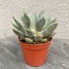 сукулент Пахіфітум Драко, Pachyphytum Draco горшкові рослини, сукуленти для інтер'єру, кімнатні рослини у горщику, догляд за сукулентами, рослини для кашпо, Пахіфітум для дому, декоративні сукуленти, рослини для декору, міні-рослини для інтер'єру, сукулент для горщика, рослини для озеленення, Пахіфітум Драко для тераріуму, сукуленти з товстими листками,суккулент Пахифитум Драко, Pachyphytum Draco горшечные растения, суккуленты для интерьера, комнатные растения в горшке, уход за суккулентами, растения для кашпо, Пахифитум для дома, декоративные суккуленты, растения для декора, мини-растения для интерьера, суккулент для горшка, растения для озеленения, Пахифитум Драко для террариума, суккуленты с толстыми листьями