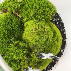 живой мох в банке с подсветкой, мох с фигурками лошадей, мох в банке, фигурки лошадей в банке, мох размер 15х14 см, композиция с мхом, композиция с подсветкой, мох в интерьере, мох для дома, мох для офиса, уход за мхом, мох 1 раз в неделю, стабилизированный мох, мох без ухода, композиция со стабилизированным мхом, мох в банке 15х14 см, мох и фигурки лошадей в банке, мох для декора, мох в банке с подсветкой, мох в стеклянной банке, композиция размер 15х14 см,живий мох у банці з підсвіткою, мох з фігурками коней, мох у банці, фігурки коней у банці, мох розмір 15х14 см, композиція з мохом, композиція з підсвіткою, мох в інтер'єрі, мох для дому, мох для офісу, догляд за мохом, мох 1 раз на тиждень, стабілізований мох, мох без догляду, композиція зі стабілізованим мохом, мох у банці 15х14 см, мох і фігурки коней у банці, мох для декору, мох у банці з підсвіткою, мох у скляній банці, композиція розмір 15х14 см
