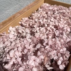 стабілізована гортензія рожева, стабілізована гортензія фіолетова, декоративна гортензія, квіти для декору, рожева гортензія, стабілізовані квіти, стабілізована гортензія 10 грам, квіти для квіткових композицій, квіти для прикрашання, рожева декоративна гортензія, квіти для інтер'єру, сухоцвіти для декору, рожева гортензія стабілізована, квіткові композиції з гортензії, стабілізована