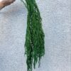 амарант стабилизированный зелёный, стабилизированный амарант для декора, амарант зелёный 100 см, стабилизированный амарант для букетов, флористический амарант зелёный, амарант для украшения интерьера, стабилизированные растения амарант, амарант пучок 5-7 веток, амарант декор композиция, амарант для длительного хранения, стабилизированный амарант для подарка, амарант зелёный флористика, амарант стабілізований зелений, стабілізований амарант для декору, амарант зелений 100 см, стабілізований амарант для букетів, флористичний амарант зелений, амарант для прикраси інтер'єру, стабілізовані рослини амарант, амарант пучок 5-7 гілок, амарант декор композиція, амарант для тривалого зберігання, стабілізований амарант для подарунка, амарант зелений флористика