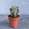 суккулент астрофитум орнатум, астрофитум орнатум D5 см, суккулент Astrophytum ornatum, Astrophytum ornatum D5 см, астрофитум орнатум растение, декоративный суккулент астрофитум орнатум, астрофитум орнатум мини растение, астрофитум орнатум горшок, оригинальный астрофитум орнатум, комнатное растение астрофитум орнатум, мини-кактус астрофитум орнатум, астрофитум орнатум уход, сукулент астрофітум орнатум, астрофітум орнатум D5 см, сукулент Astrophytum ornatum, Astrophytum ornatum D5 см, астрофітум орнатум рослина, декоративний сукулент астрофітум орнатум, астрофітум орнатум міні рослина, астрофітум орнатум горщик, оригінальний астрофітум орнатум, кімнатна рослина астрофітум орнатум, міні-кактус астрофітум орнатум, астрофітум орнатум догляд