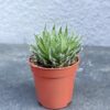 Суккулент Паутинистое алоэ (Aloe arachnoidea) D5 см, Суккулент Павутинисте алое (Aloe arachnoidea) D5 см, паутинистое алоэ для интерьера, алоэ паутинистое в горшке D5, декоративное алоэ паутинистое, алоэ arachnoidea миниатюрное, суккулент алоэ паутинистое с паутинкой, алоэ паутинистое компактное растение, алоэ паутинистое горшок D5 см, алоэ паутинистое для коллекции суккулентов, алоэ паутинистое для кашпо, мини алоэ паутинистое для дома, декоративное алоэ arachnoidea для декора, павутинисте алое для інтер'єру, алое павутинисте в горщику D5, декоративне алое павутинисте, алое arachnoidea мініатюрне, сукулент алое павутинисте з павутинкою, алое павутинисте компактна рослина, алое павутинисте горщик D5 см, алое павутинисте для колекції сукулентів, алое павутинисте для кашпо, міні алое павутинисте для дому, декоративне алое arachnoidea для декору