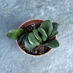 Хавортия усечённая Haworthia truncata D5 см, хавортия трунката Haworthia truncata D5 см, суккулент хавортия усечённая, хавортия усечённая растение, суккулент хавортия трунката, хавортия трунката растение, хавортия для интерьера, суккулент в горшке D5 см, хавортия в коллекцию суккулентов, хавортия для декора, хавортия редкий вид, хавортия усечённая трунката, хавортія усічена Haworthia truncata D5 см, хавортія трунката Haworthia truncata D5 см, сукулент хавортія усічена, хавортія усічена рослина, сукулент хавортія трунката, хавортія трунката рослина, хавортія для інтер'єру, сукулент у горщику D5 см, хавортія в колекцію сукулентів, хавортія для декору, хавортія рідкісний вид, хавортія усічена трунката