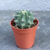 ферокактус безостый суккулент D5 см, кактус Ferocactus inermis, суккулент кактус без колючек, декоративный ферокактус для интерьера, ферокактус в горшке D5 см, кактус Ferocactus inermis для коллекции, редкий ферокактус без колючек, компактный кактус Ferocactus inermis, красивый ферокактус для дома, маленький кактус в горшке, мини-кактус Ferocactus inermis, колючий ферокактус D5 см, ферокактус безостий сукулент D5 см, кактус Ferocactus inermis, сукулент кактус без колючок, декоративний ферокактус для інтер'єру, ферокактус у горщику D5 см, кактус Ferocactus inermis для колекції, рідкісний ферокактус без колючок, компактний кактус Ferocactus inermis, красивий ферокактус для дому, маленький кактус у горщику, міні-кактус Ferocactus inermis