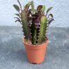 молочай треугольный суккулент, Euphorbia trigona растение, молочай трикутний сукулент, молочай треугольный с красными листьями D5 см, Euphorbia trigona D5 см, суккулент треугольный молочай, декоративный молочай Euphorbia trigona, молочай трикутний з червоними листками, молочай треугольный оригинальный сорт, суккулент Euphorbia trigona в горшке, молочай треугольный для коллекции, Euphorbia trigona декоративный сорт, молочай трикутний сукулент, Euphorbia trigona рослина, молочай трикутний сукулент, молочай трикутний з червоними листками D5 см, Euphorbia trigona D5 см, сукулент трикутний молочай, декоративний молочай Euphorbia trigona, молочай трикутний з червоними листками, молочай трикутний оригінальний сорт, сукулент Euphorbia trigona у горщику, молочай трикутний для колекції, Euphorbia trigona декоративний сорт