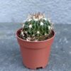 Сукулент Эхинофоссулокактус многореберный (Echinofossulocactus multicostatus) D5 см, Суккулент Эхинофоссулокактус в горшке D5 см, Эхинофоссулокактус декоративный кактус D5 см, Эхинофоссулокактус многореберный оригинальный сорт D5 см, Эхинофоссулокактус кактус с белыми иголками D5 см, Эхинофоссулокактус растение для коллекции D5 см, Эхинофоссулокактус кактус декоративный суккулент D5 см, кактус Эхинофоссулокактус многореберный комнатное растение, Эхинофоссулокактус кактус D5 см в горшке, многореберный Эхинофоссулокактус растение суккулент, Эхинофоссулокактус с оригинальными ребрами D5 см, Эхинофоссулокактус в коллекцию кактусов D5 см, Сукулент Ехінофосусулокактус багатореберний (Echinofossulocactus multicostatus) D5 см, Сукулент Ехінофосусулокактус у горщику D5 см, Ехінофосусулокактус декоративний кактус D5 см, Ехінофосусулокактус багатореберний оригінальний сорт D5 см, Ехінофосусулокактус кактус із білими голками D5 см, Ехінофосусулокактус рослина для колекції D5 см, Ехінофосусулокактус кактус декоративний сукулент D5 см, кактус Ехінофосусулокактус багатореберний кімнатна рослина, Ехінофосусулокактус кактус D5 см у горщику, багатореберний Ехінофосусулокактус рослина сукулент, Ехінофосусулокактус з оригінальними ребрами D5 см, Ехінофосусулокактус у колекцію кактусів D5 см