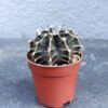 Гимнокалициум Михановича Gymocalycium mihanovichii D5 см, кактус Гимнокалициум D5 см, суккулент Gymocalycium mihanovichii D5 см, мини-кактус Гимнокалициум Михановича, декоративный кактус Gymocalycium D5 см, комнатное растение Gymocalycium mihanovichii, кактус для дома D5 см, суккулент для интерьера D5 см, мини-суккулент Gymocalycium mihanovichii, суккулент в горшке D5 см, кактус для коллекции Gymocalycium, маленький кактус Gymocalycium D5 см, Гімнокаліціум Міхановича Gymocalycium mihanovichii D5 см, кактус Гімнокаліціум D5 см, сукулент Gymocalycium mihanovichii D5 см, міні-кактус Гімнокаліціум Міхановича, декоративний кактус Gymocalycium D5 см, кімнатна рослина Gymocalycium mihanovichii, кактус для дому D5 см, сукулент для інтер'єру D5 см, міні-сукулент Gymocalycium mihanovichii, сукулент у горщику D5 см, кактус для колекції Gymocalycium, маленький кактус Gymocalycium D5 см