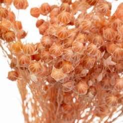 Сухоцвіт Льон Персиковий