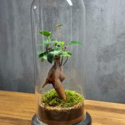 Бонсай фикус в банке